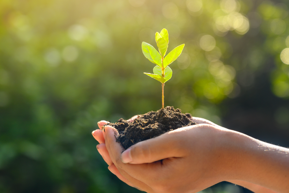 Andacollo Respira: Iniciativa particular regalará 300 árboles a los vecinos  de la comuna – El Andacollino