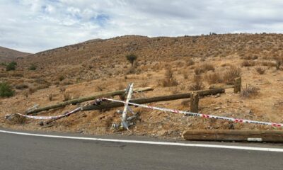 el gallo